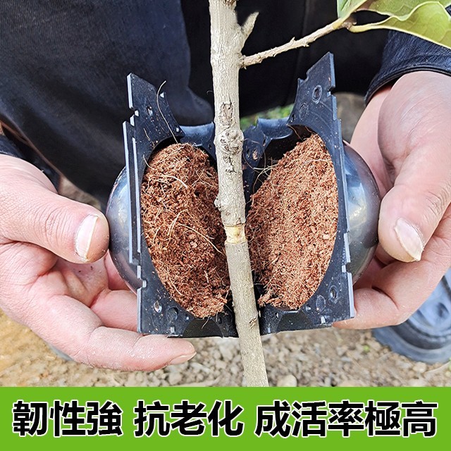植物高壓生根繁殖器扦插嫁接盒,價格低至39!高溫高壓、快速促生根係、成活率高